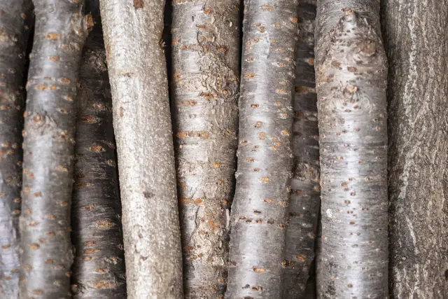 手触りが良く、経年変化も楽しめる桜材とは？チェリー材との違い、特徴