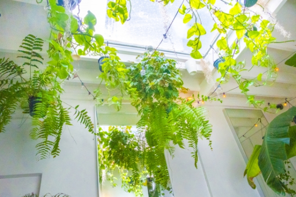 屋内グリーンをインテリアとして楽しむ