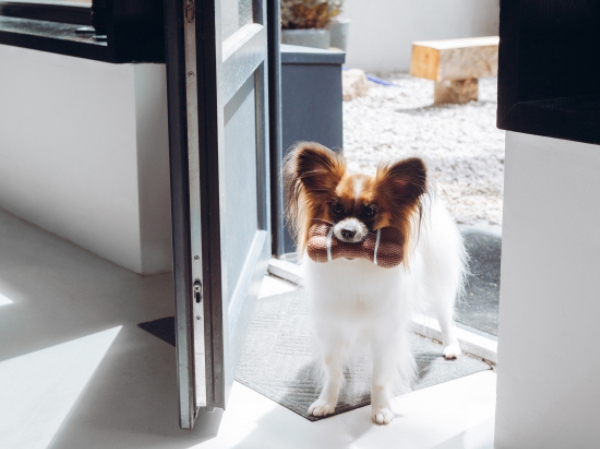 愛犬と暮らす注文住宅|滑らない床と間取りで叶える安心の家づくり