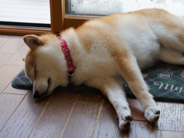 愛犬と暮らす注文住宅|滑らない床と間取りで叶える安心の家づくり