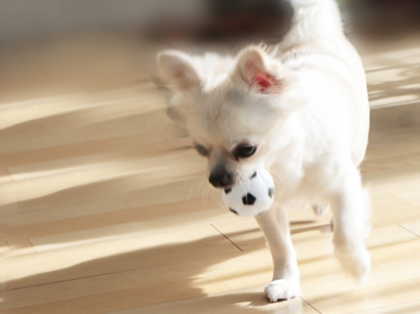 愛犬と暮らす注文住宅|滑らない床と間取りで叶える安心の家づくり