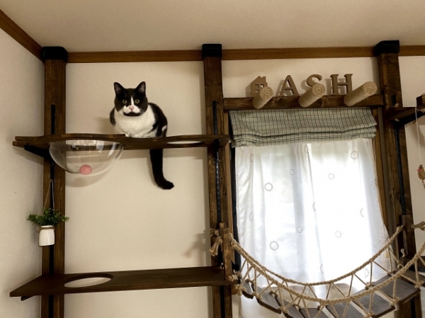 注文住宅で猫と暮らす｜理想の間取りと無垢材が叶える快適な住まい