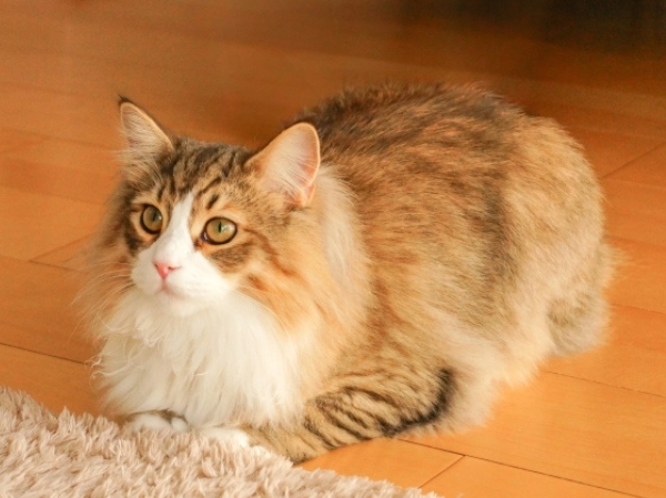 注文住宅で猫と暮らす｜理想の間取りと無垢材が叶える快適な住まい